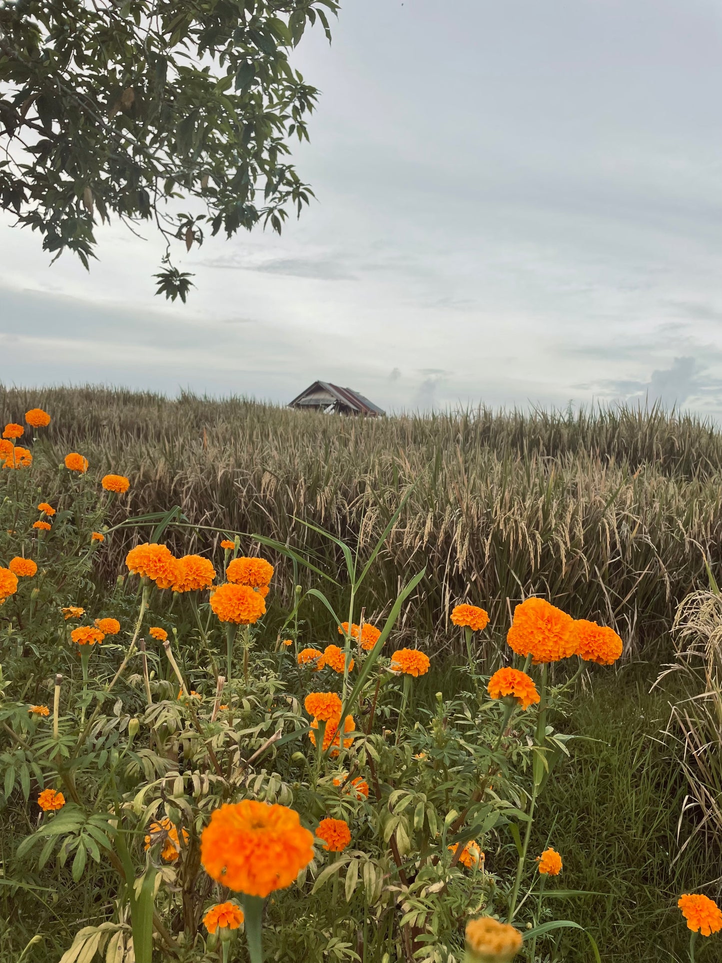 Wandelroute in Canggu (gratis)